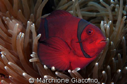 Clown fish
Nikon D200, 60 micro , twin strobo
Manado by Marchione Giacomo 